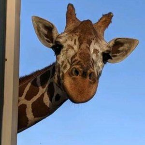 Meet your Posher, Leslie